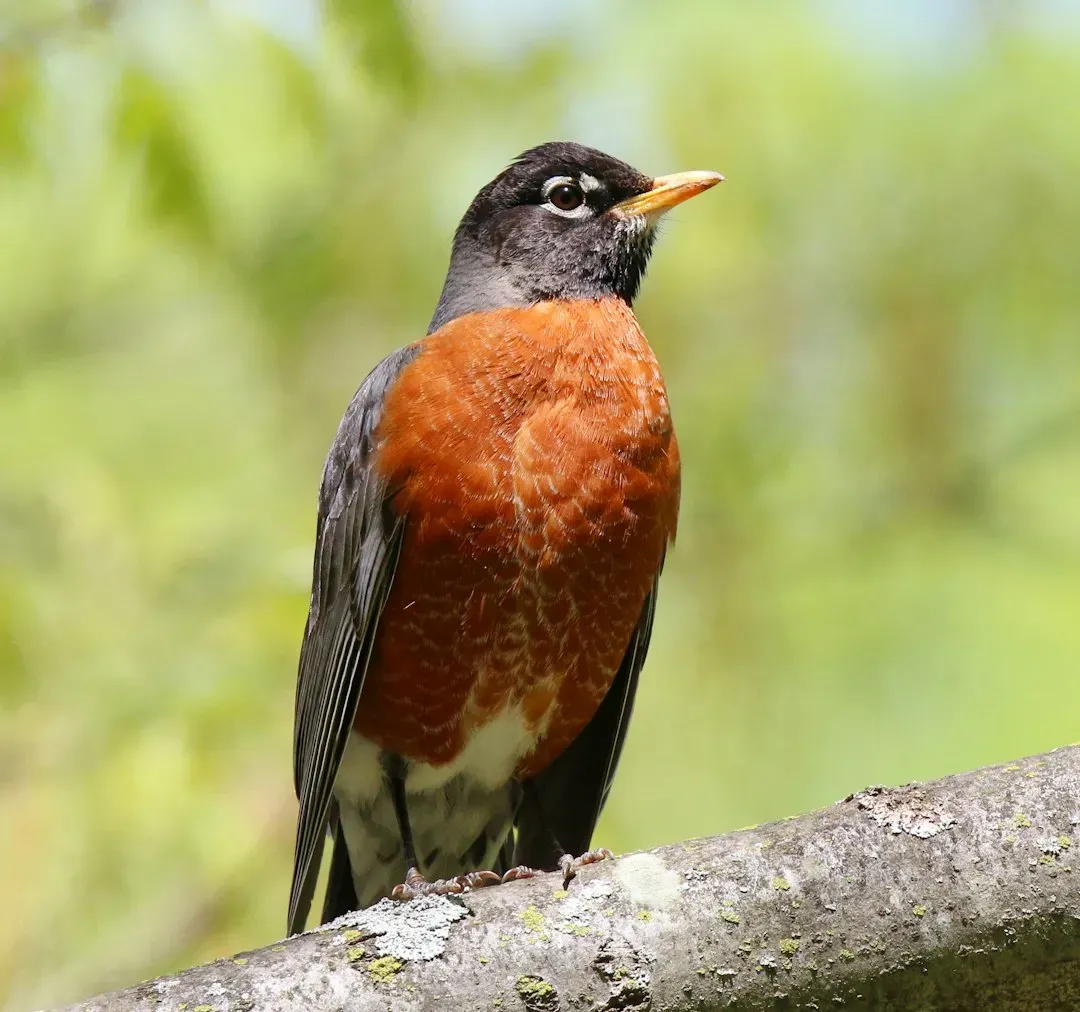 American Robin (Image Credits: Unsplash)