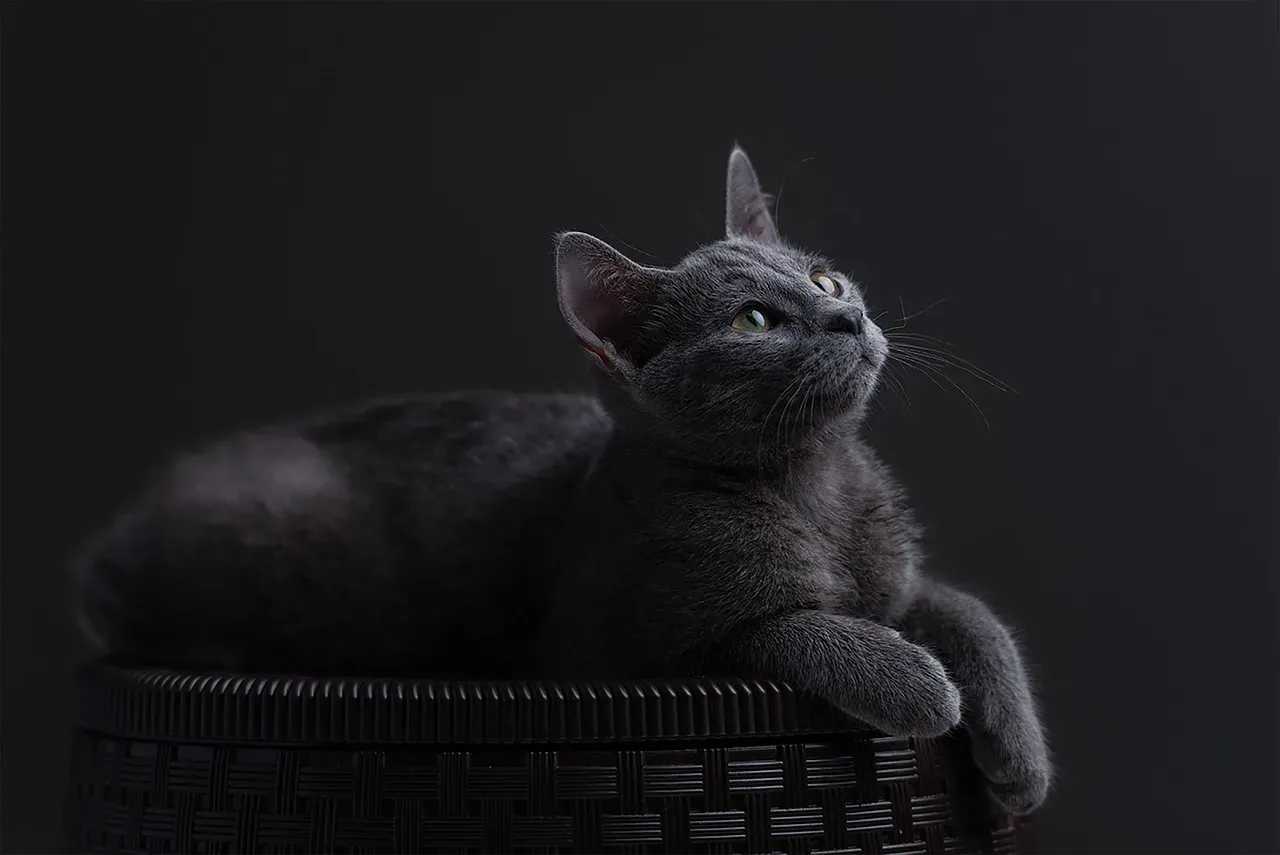 Russian Blue: The Tidy Introvert (Image Credits: Pixabay)