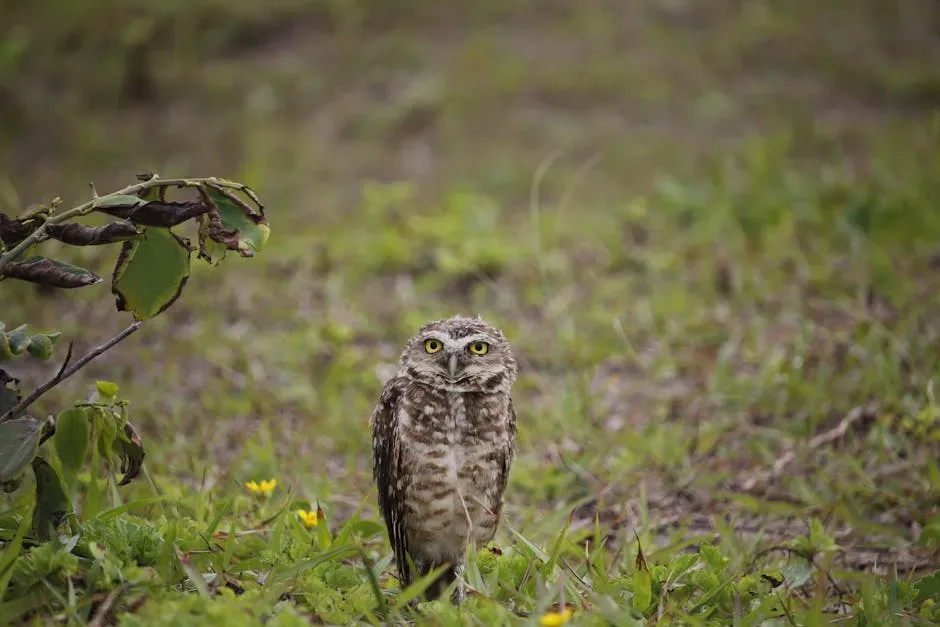 8. The Burrowing Owl: The Bird That Sounds Like a Rattlesnake (Image Credits: Pexels)