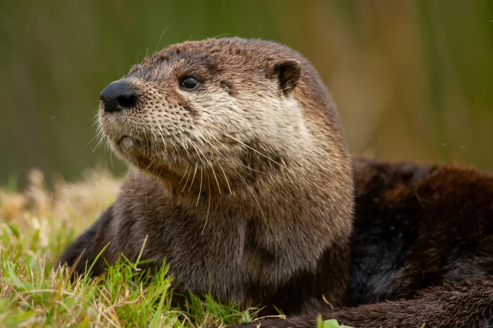 Conclusion: Otters Force Us To Rethink What “Smart” Looks Like (Image Credits: Stocksnap)