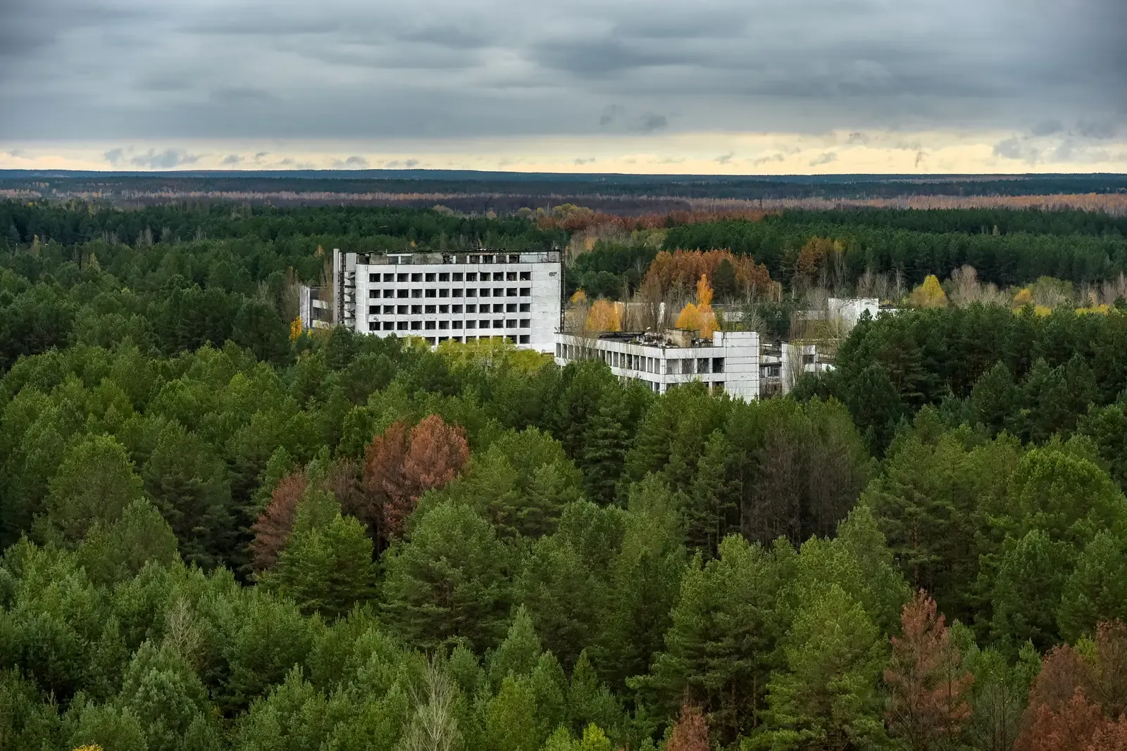 The Red Forest: A Cemetery of Trees (Image Credits: Wikimedia)
