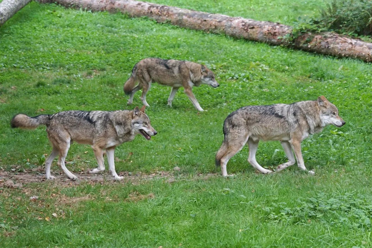Misconception 7: Wolves Are Lone Wanderers by Nature (Image Credits: Pixabay)