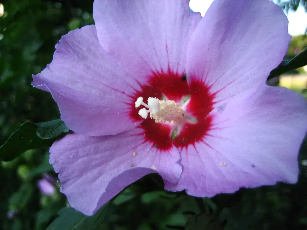 Illinois Violet: Modesty in the Prairie State (Image Credits: Flickr)