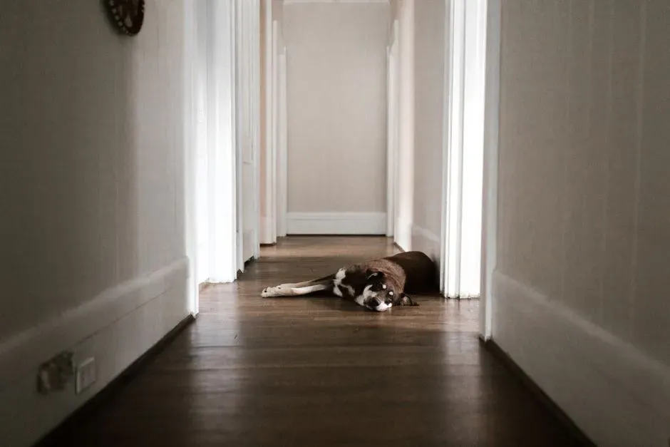 Choosing Familiar Spots for Rest (Image Credits: Pexels)