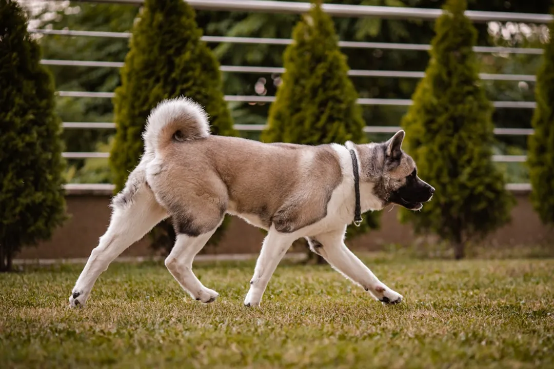 #28 - Akita: A Breed That Takes Care of Its Own (Image Credits: Unsplash)