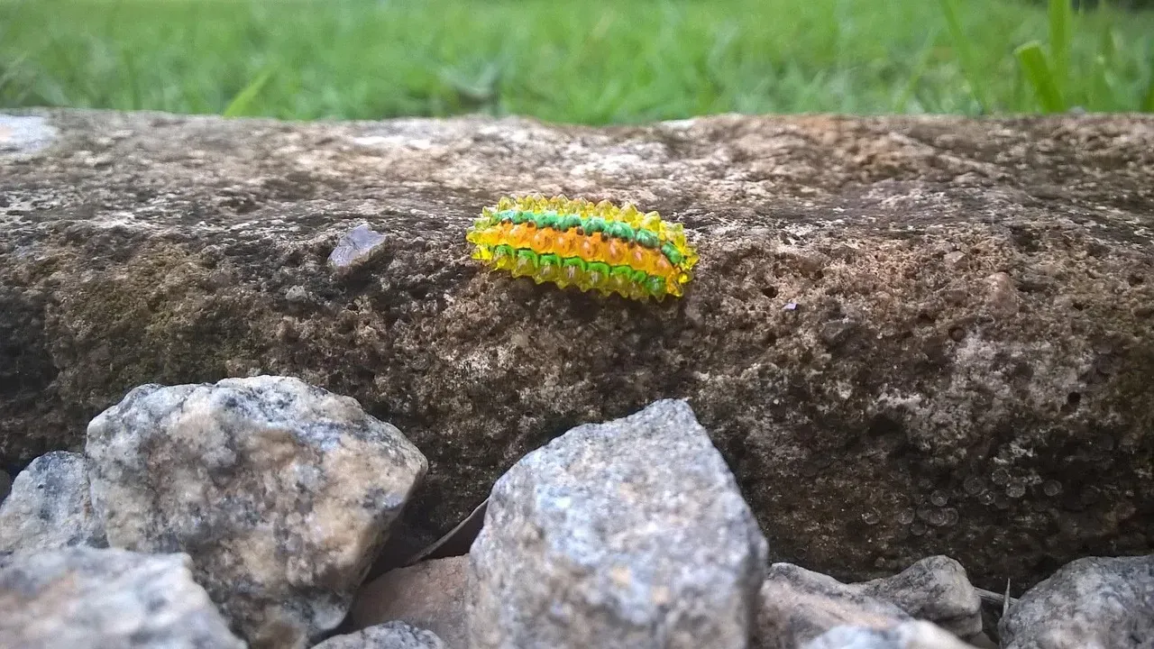 Jewel Caterpillar (Image Credits: Pixabay)