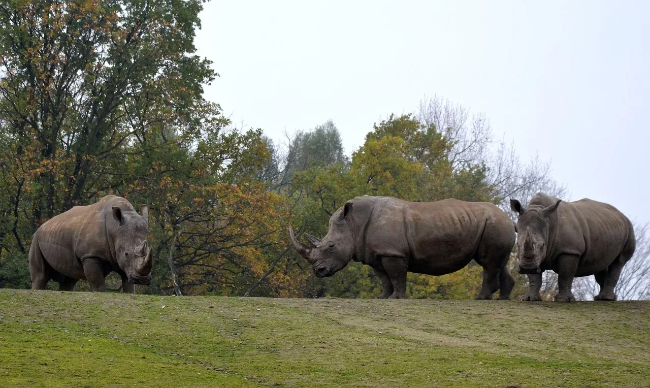 13. The Rhinoceros &ndash; Tank of the African Plains (Image Credits: Pixabay)