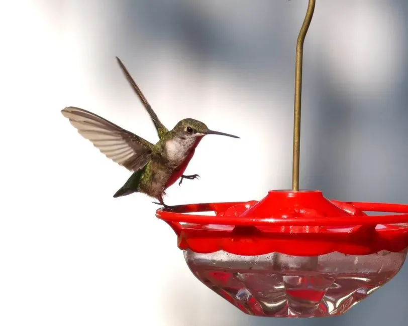 #3 - They Wage Relentless Aerial Wars Over Every Feeder (Image Credits: Pexels)