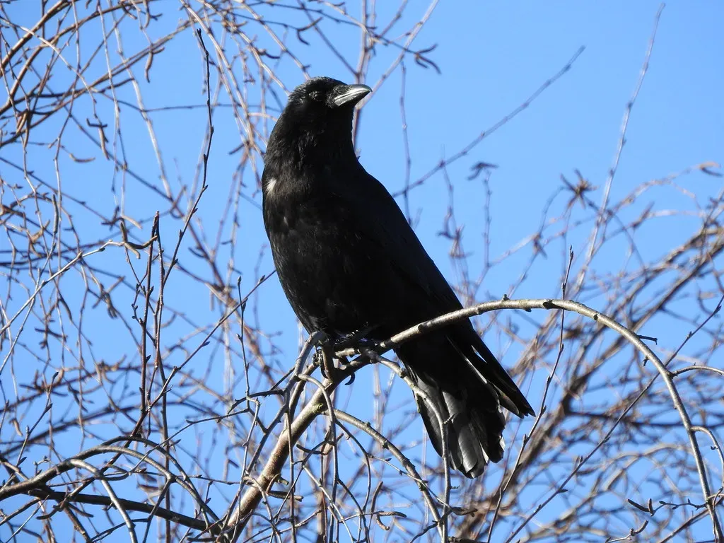 Sentinel Behavior Within the Group (ianpreston, Flickr, CC BY 2.0)
