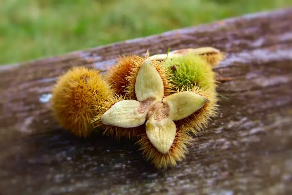 4. Beechnuts (Image Credits: Pexels)