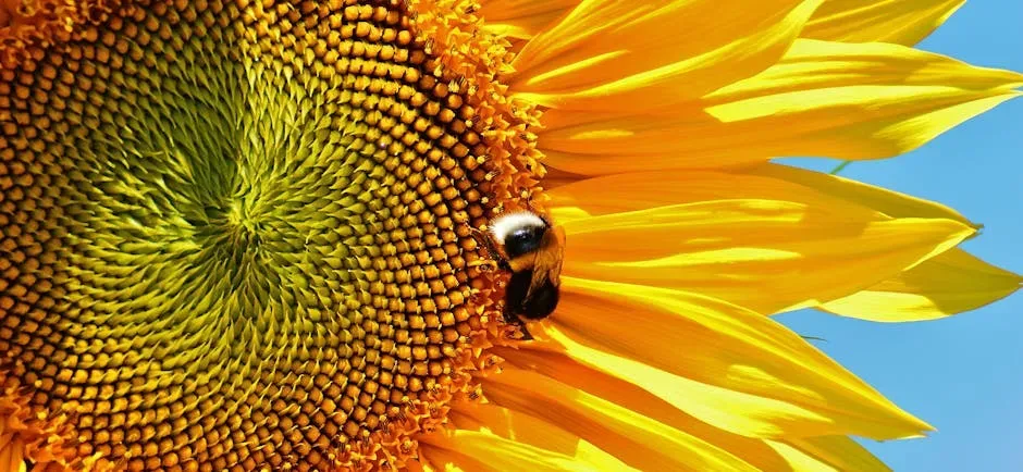 Sunflowers: Bold, Generous, and Surprisingly Giving (Image Credits: Pexels)