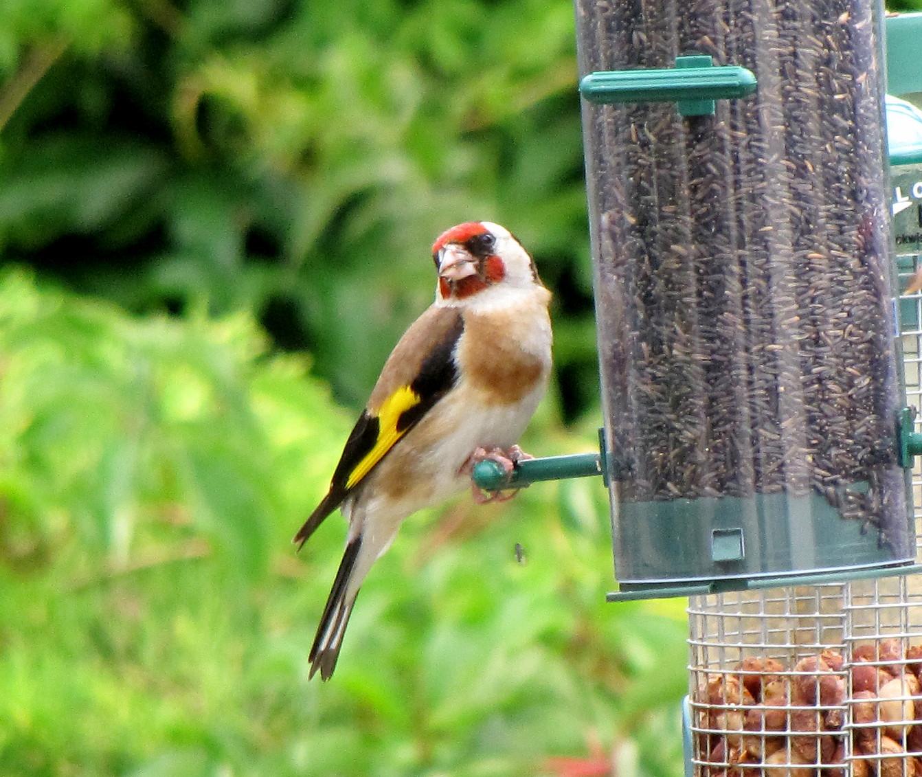 Develop Strategic Landscaping Around Feeding Areas (Image Credits: Wikimedia)
