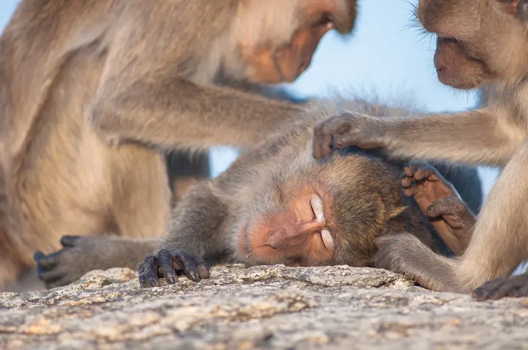 2. Reciprocal Altruism: I'll Scratch Your Back If You Scratch Mine (Image Credits: Unsplash)