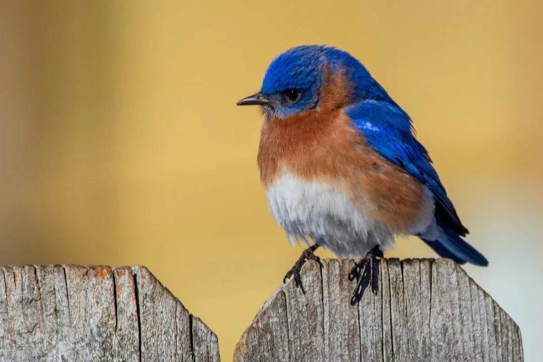 #11 - Eastern Bluebird: Comeback Kid of the Fence Line (Image Credits: Unsplash)