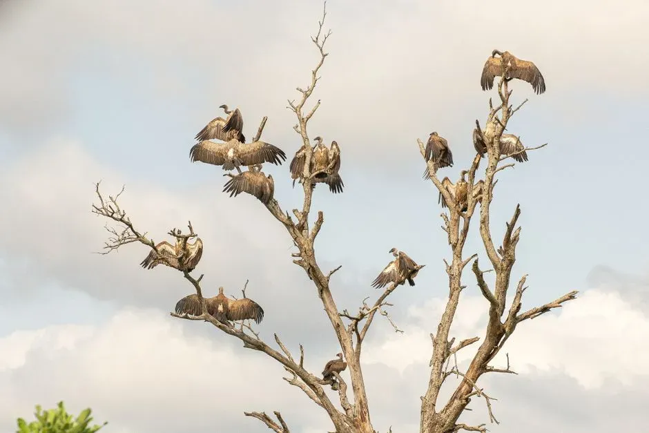 The Draw of Convenient Roosting Spots (Image Credits: Pexels)
