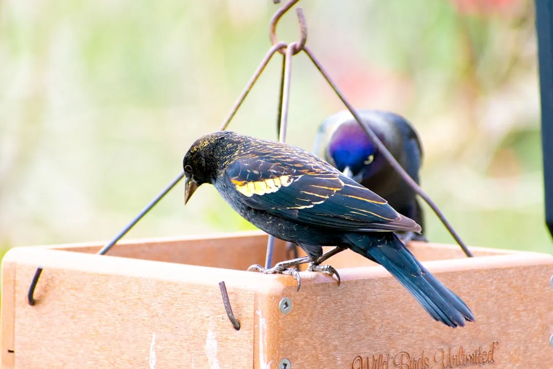 #15 - Rusty Blackbird: The Backyard Visitor on the Edge (Image Credits: Unsplash)