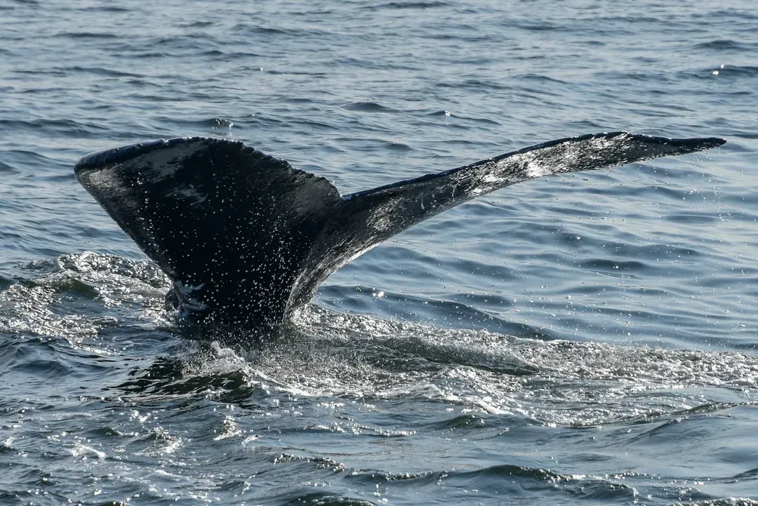 4. The Humpback Whale: A Song of Survival Across Every Ocean (Image Credits: Unsplash)