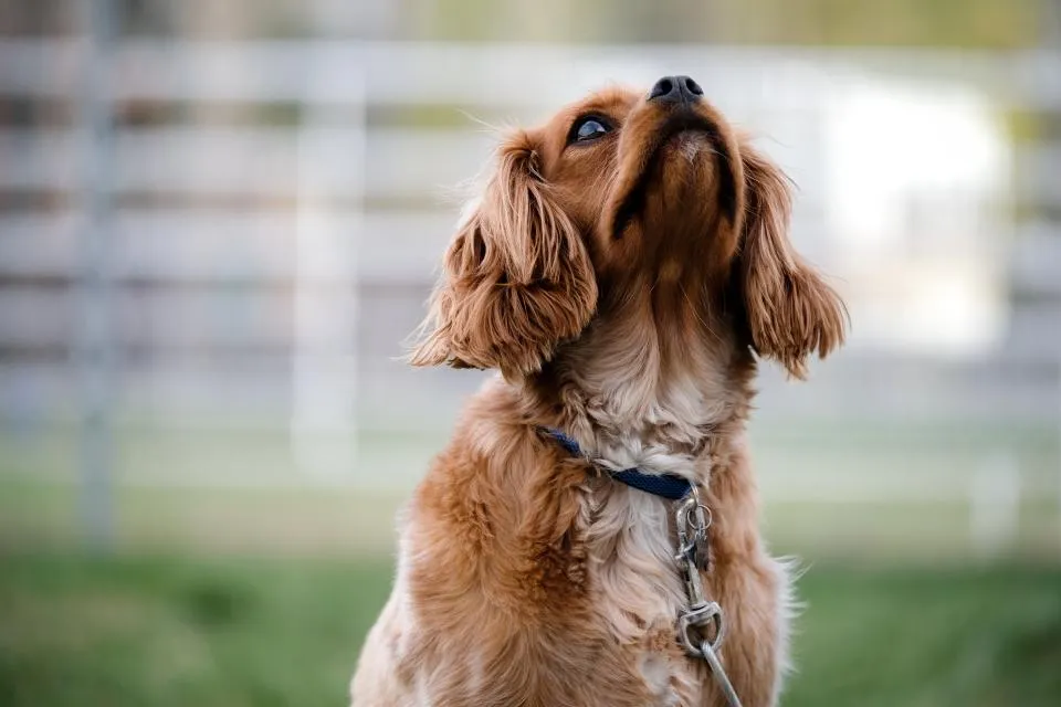 #11 - Their Bark Changes Tone (Or Quietly Disappears) (Image Credits: Stocksnap)