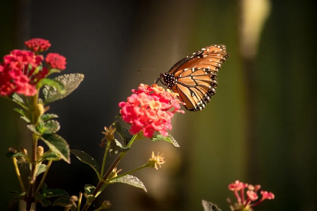 #12: The Monarch's Migration Has Deep Cultural Significance in Mexico (Image Credits: Unsplash)
