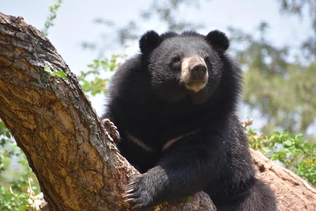 The Black Bear Paradox (Image Credits: Wikimedia)