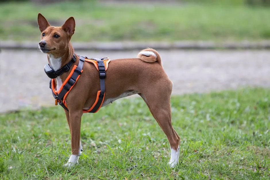 #3 - Basenji: The "Barkless" Dog Who Pretends Not to Care (Image Credits: Pexels)