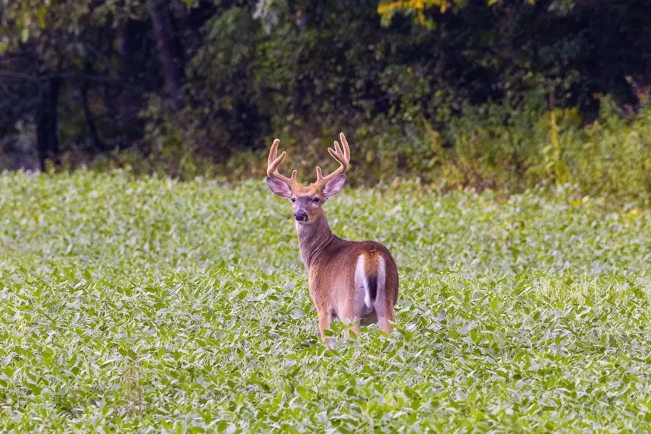 The White-Tailed Deer: Rewriting Its Own Rules at the Forest Edge (Image Credits: Pexels)
