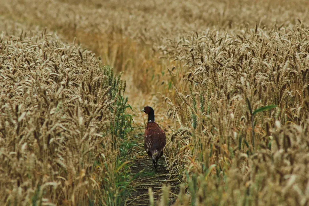#2 - Skylark: When the Sky Went Quiet (Image Credits: Unsplash)