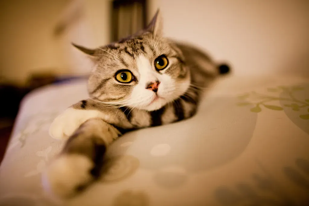 Capricorn Resonates With the Scottish Fold (eviltomthai, Flickr, CC BY 2.0)