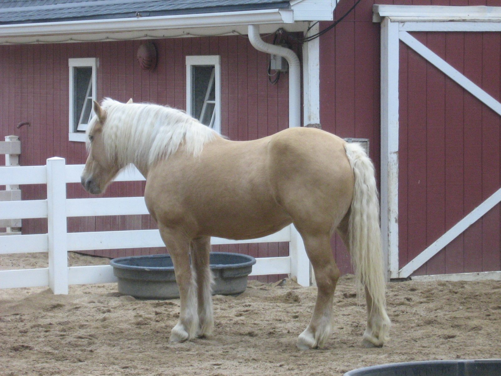 American Cream Draft (Image Credits: Wikimedia)