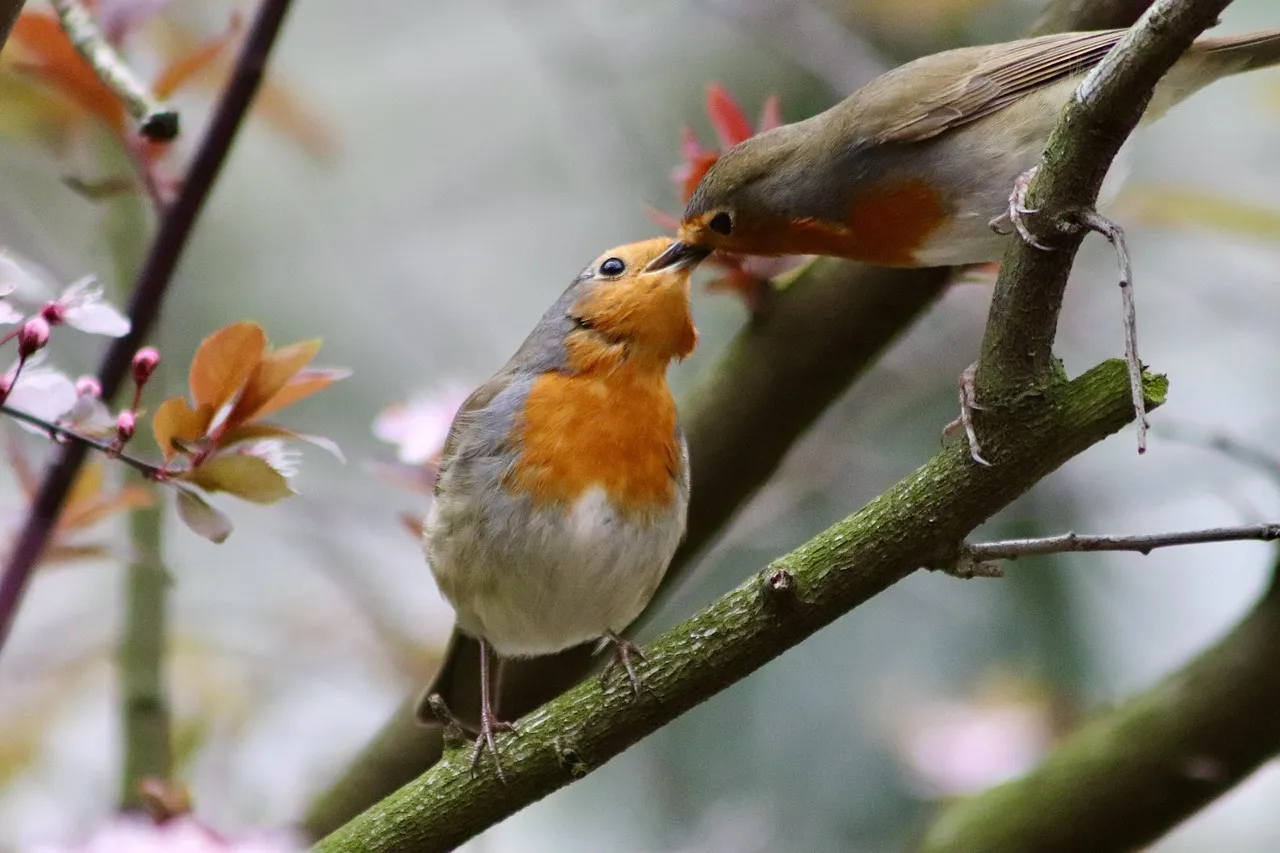 The Surprising Discovery: Birds Whisper Their First Songs (Image Credits: Pixabay)