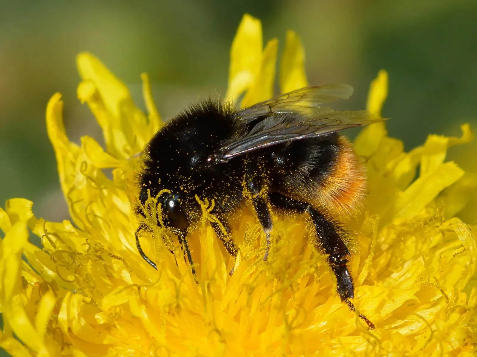 The Surprising Discovery That Changed How Scientists See Bumblebee Disease (By Ivar Leidus, CC BY-SA 4.0)