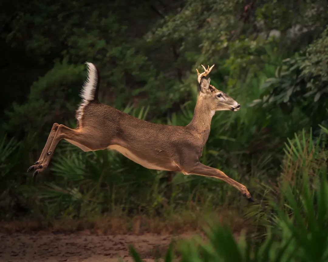 Human Activity Influences Deer Behavior (Image Credits: Unsplash)