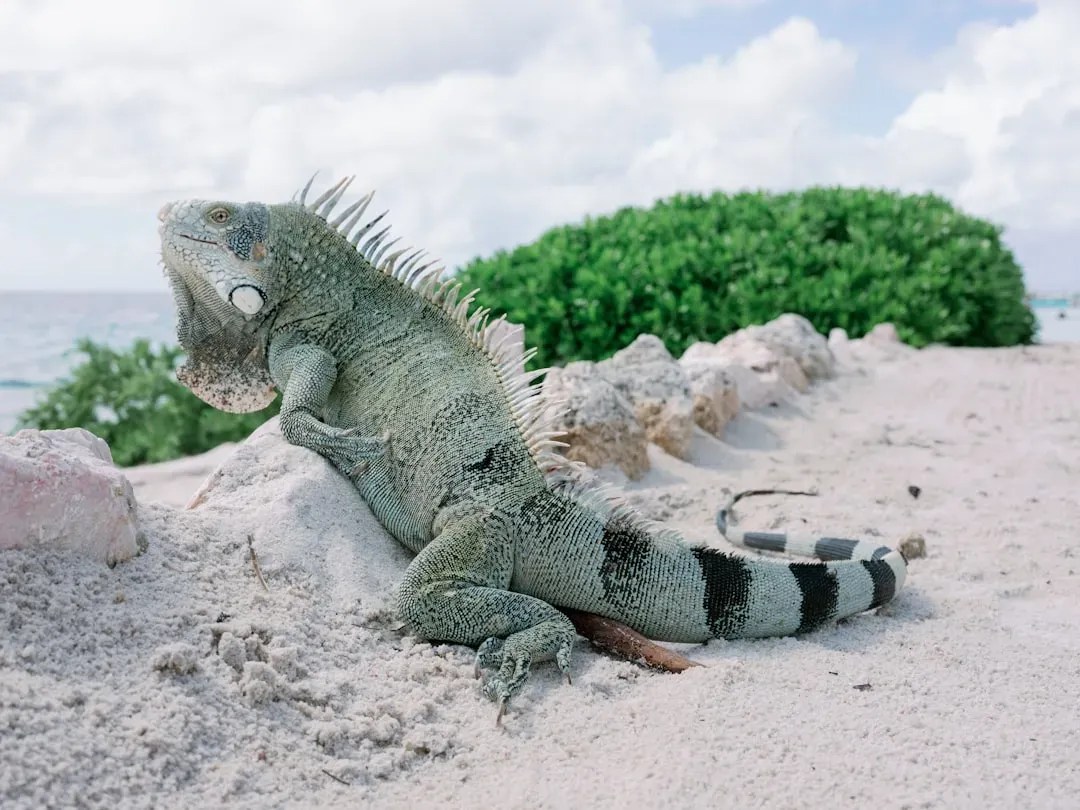 Aquarius: The Iguana's Independent Strategy (Image Credits: Unsplash)