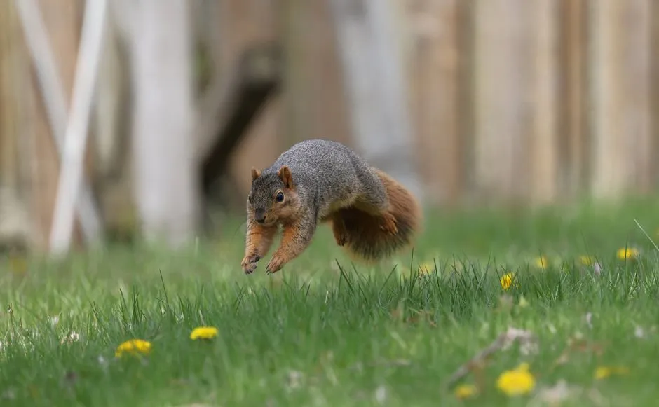 Conclusion: Decoding the Squirrel's Spiral (Image Credits: Pexels)
