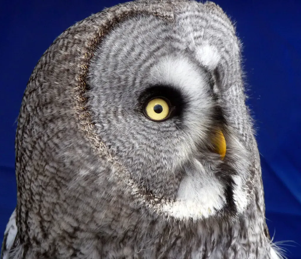 A Continent Full of Owls: The Surprising Diversity (gailhampshire, Flickr, CC BY 2.0)