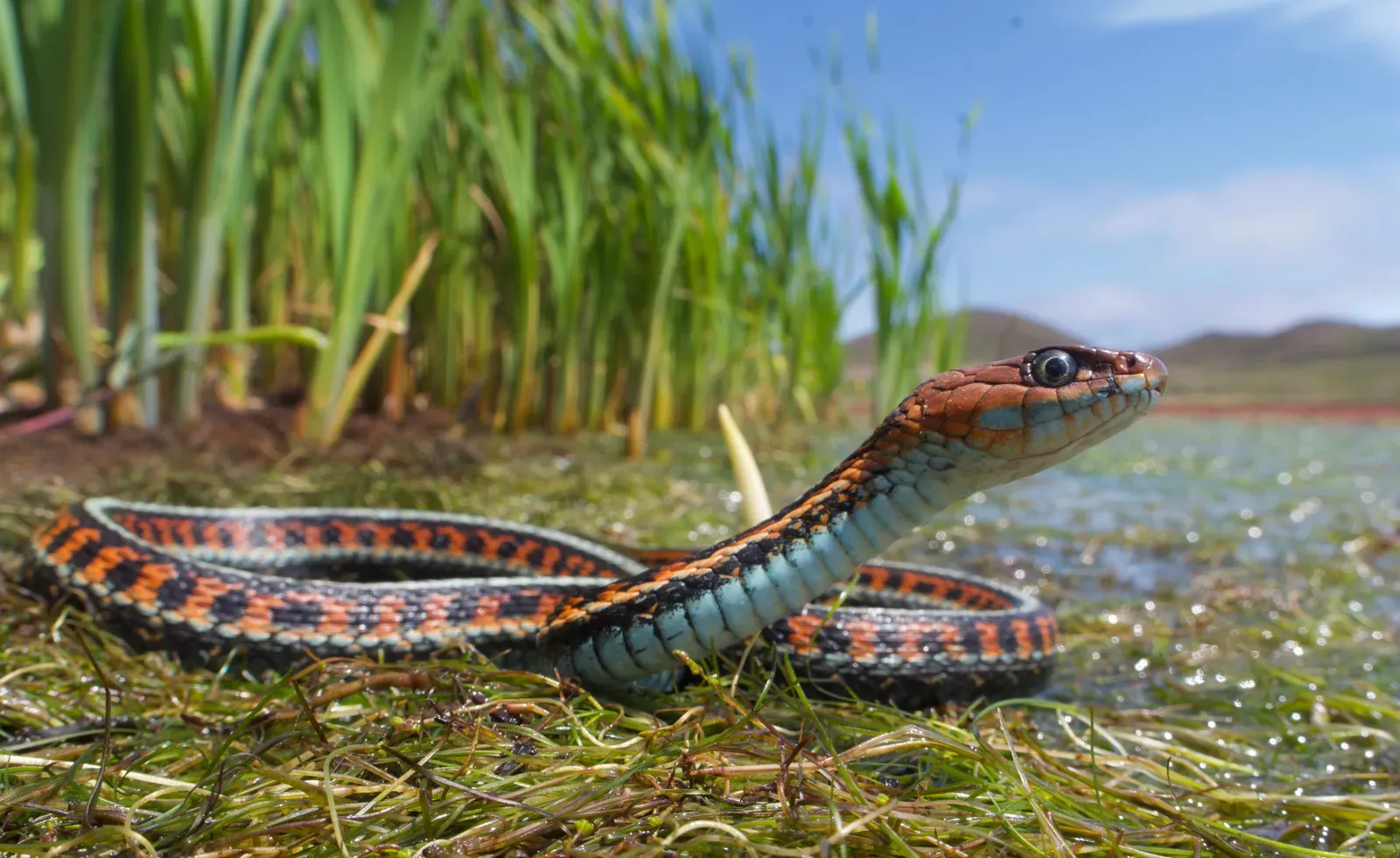 8. The Garter Snake: A Limited but Real Freeze Tolerance (Image Credits: Wikimedia)