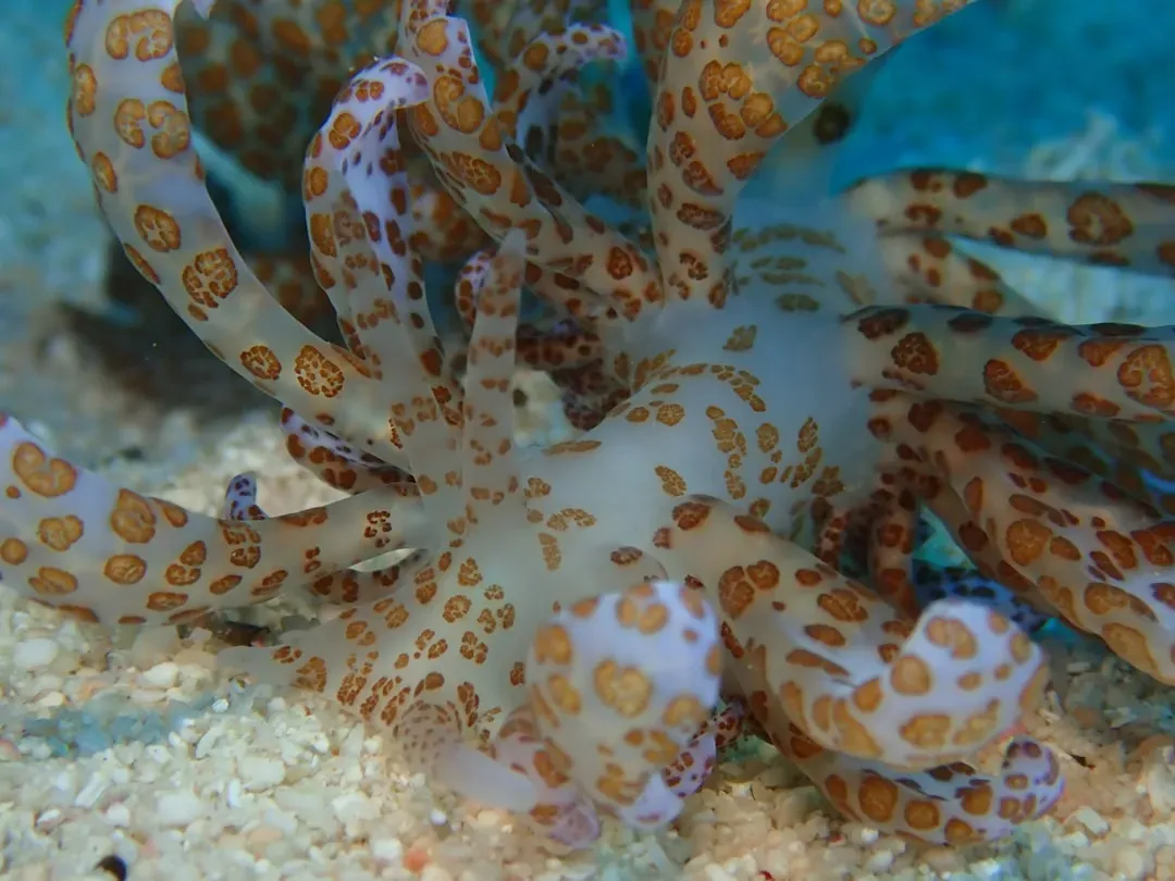 Pisces: The Camouflaging Octopus (Image Credits: Unsplash)