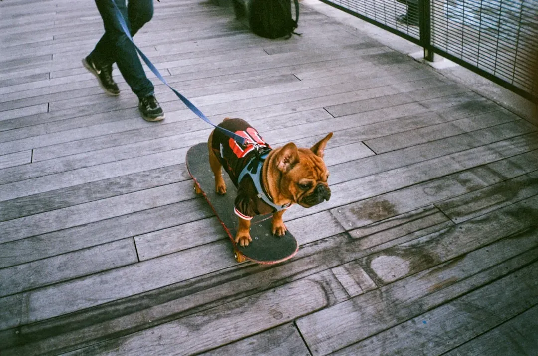 9. Skateboards, Bikes, and Fast-Moving Wheels (Image Credits: Unsplash)