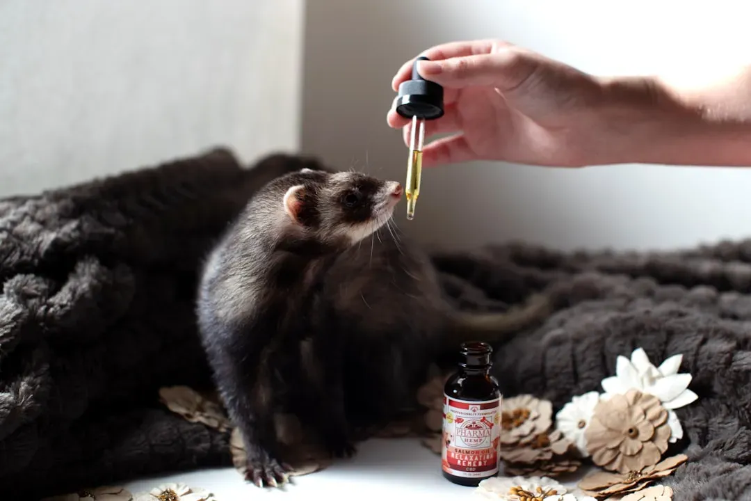 Ferrets: Unique Companions For Analytical Minds (Image Credits: Unsplash)