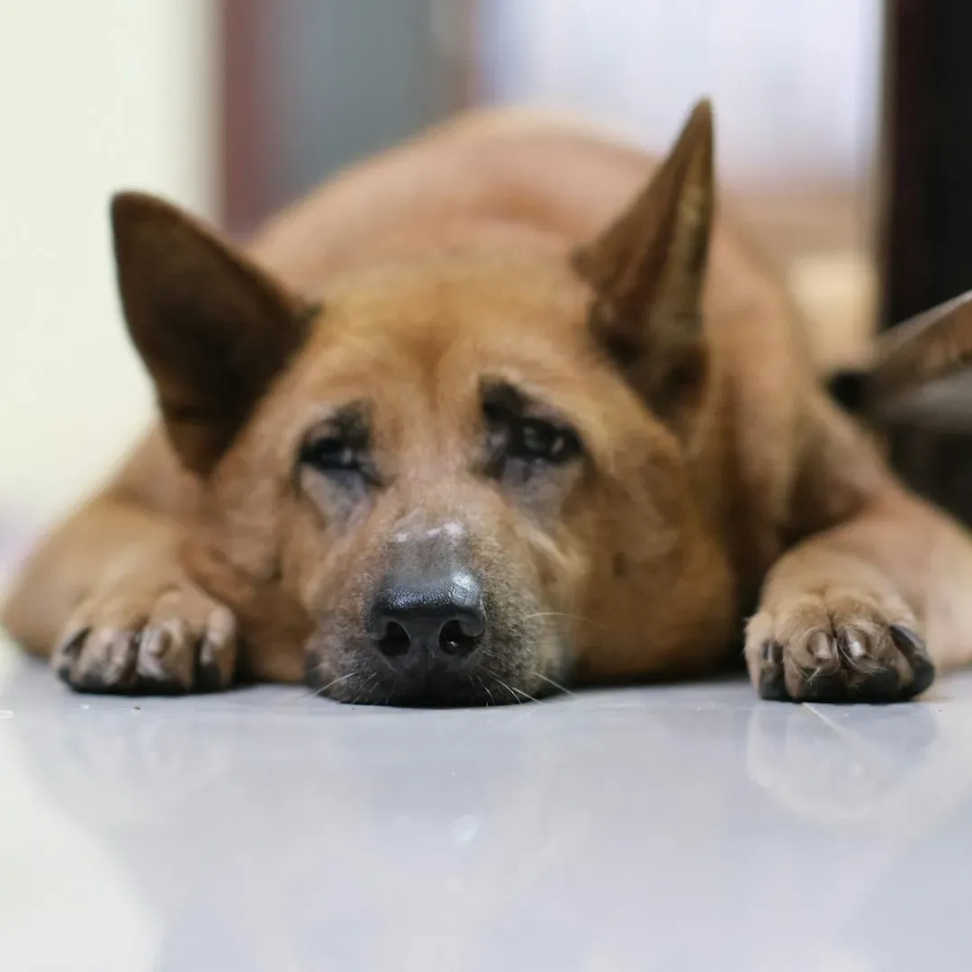 What Their Behavior Is Telling You About Their Health (Image Credits: Unsplash)