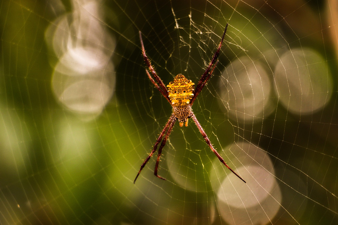 Spider Woman: Weaver of Worlds (Image Credits: Pixabay)