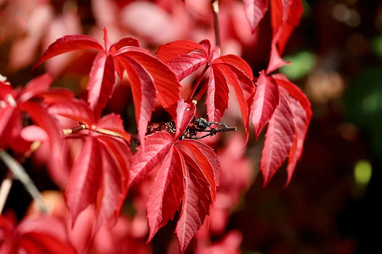 #10 Virginia creeper (Image Credits: Pixabay)