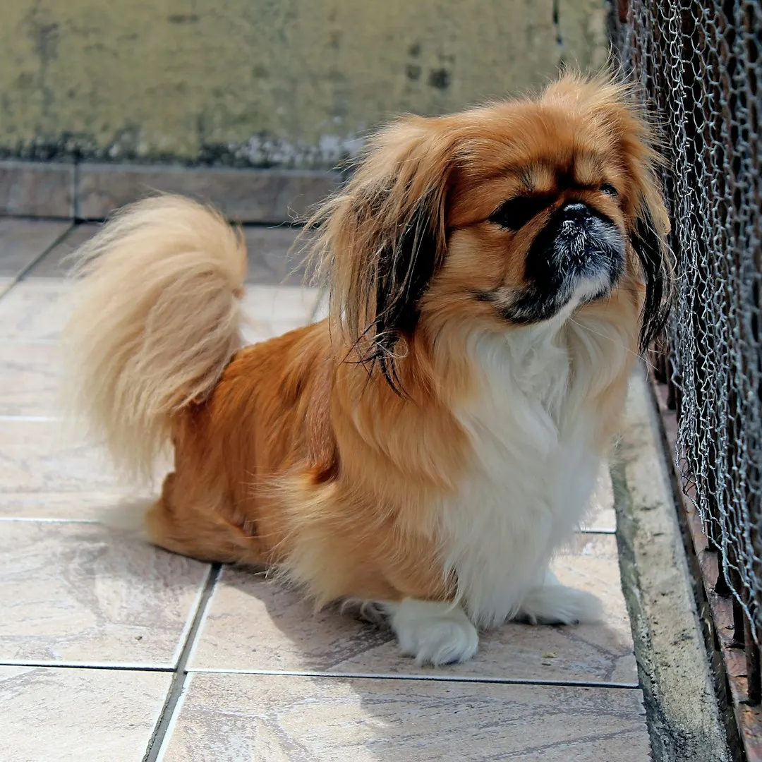 #17 - Japanese Chin: Catlike, Quiet, and Surprisingly Undemanding (Image Credits: Unsplash)