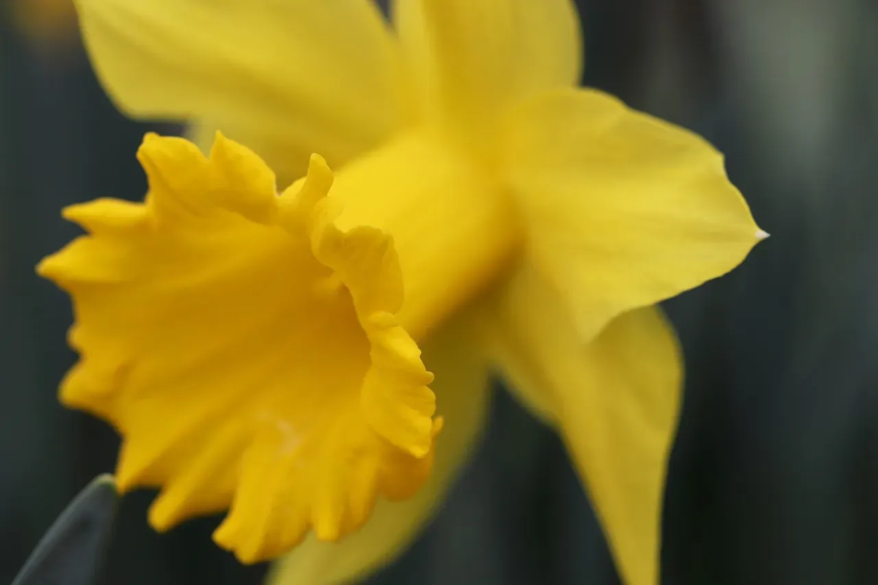 #10 Daffodil (Narcissus spp.) (Image Credits: Pixabay)