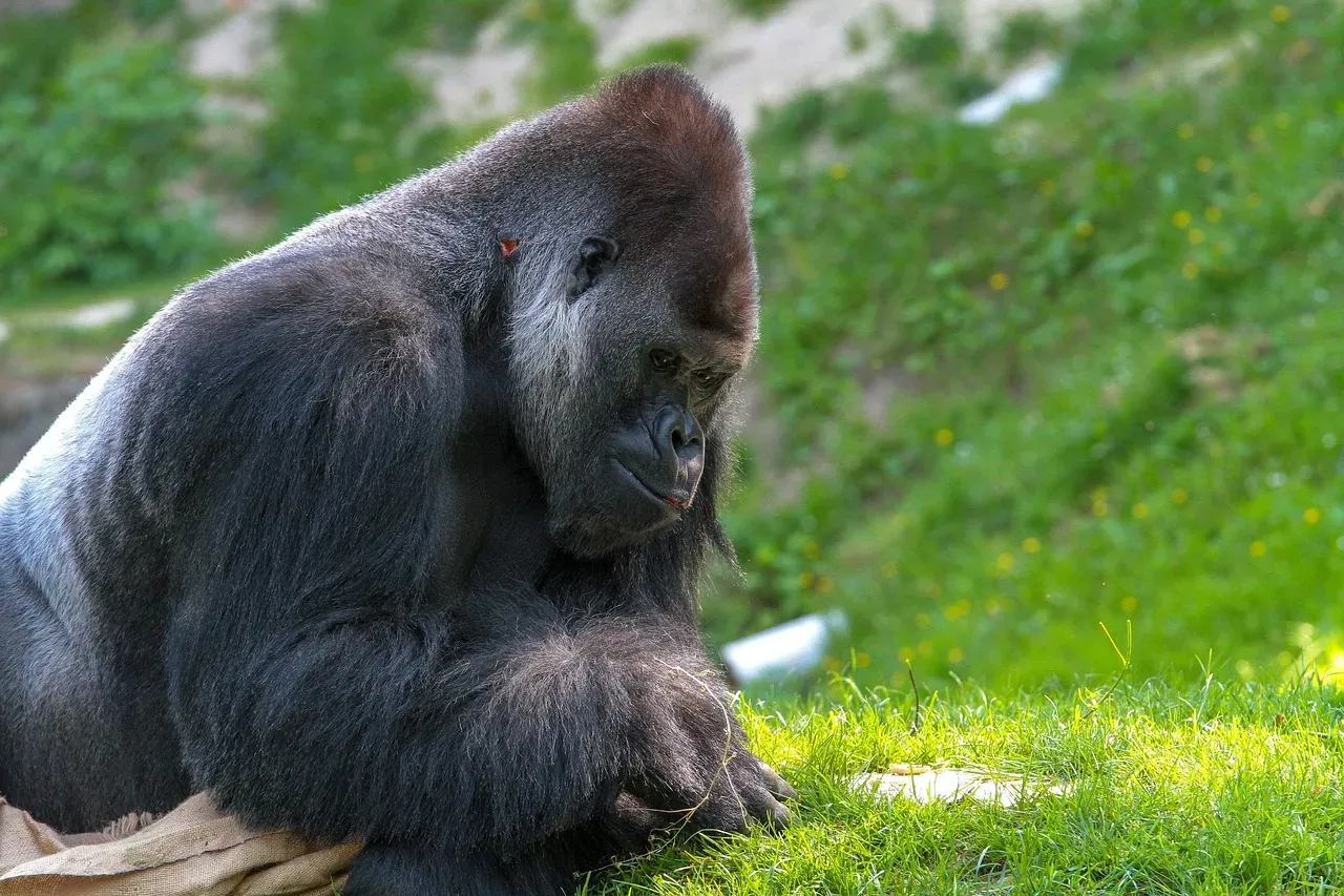 The Gorilla Silverback: Testosterone Written on the Body Itself (Image Credits: Pixabay)
