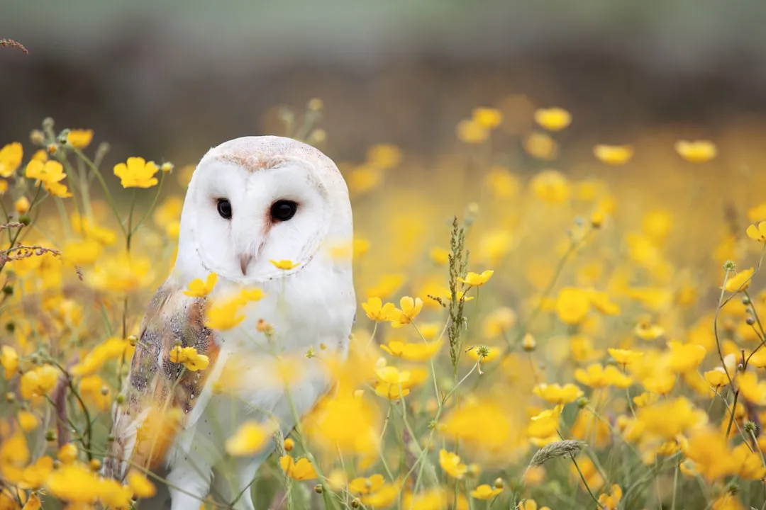 Aries: too much fire for a creature of stillness (Image Credits: Unsplash)