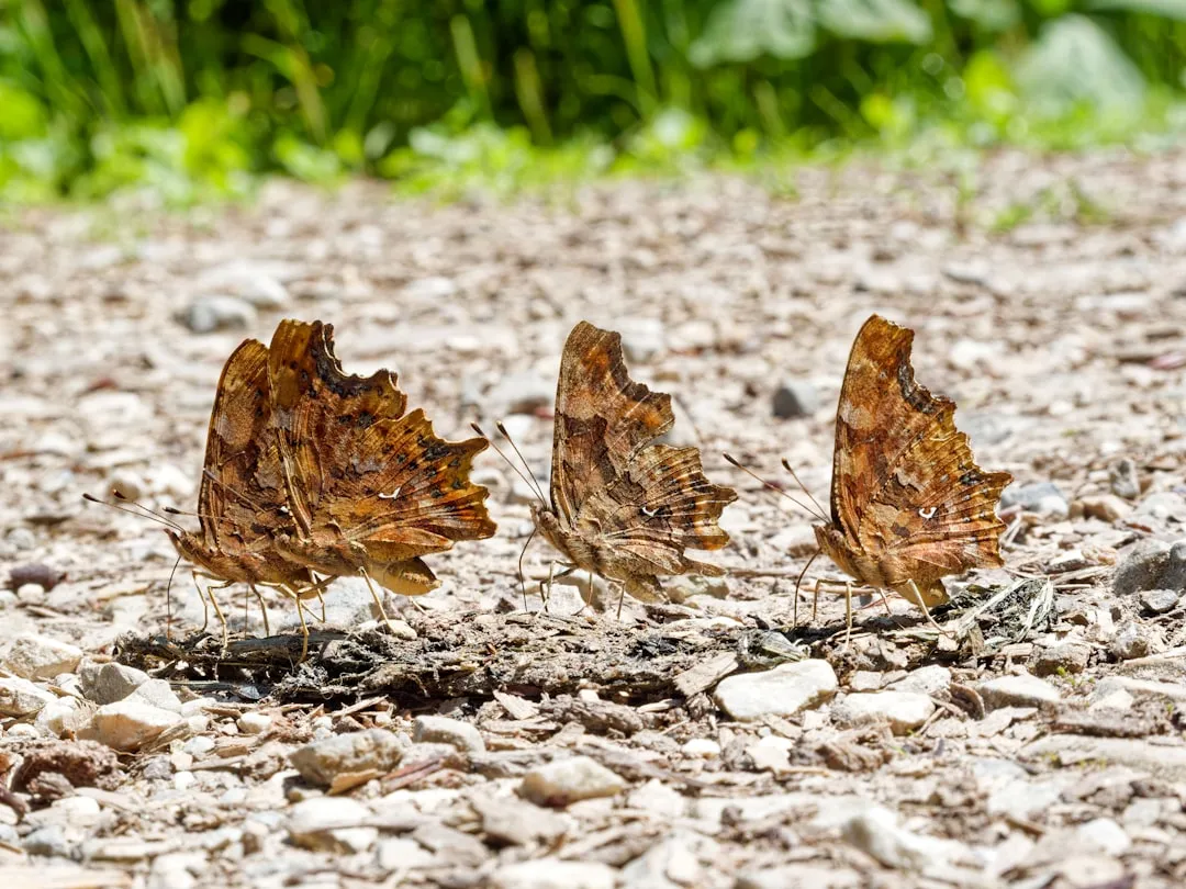 11. Sunlit Basking Stones Butterflies Can't Resist (Image Credits: Unsplash)