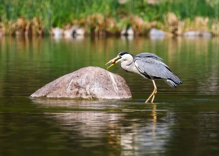 Visual Acuity: Precision in Predation (Image Credits: Pexels)