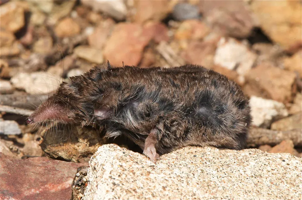 5. The Cuban Solenodon - A Venomous Mammal That Fooled Everyone (jkirkhart35, Flickr, CC BY 2.0)
