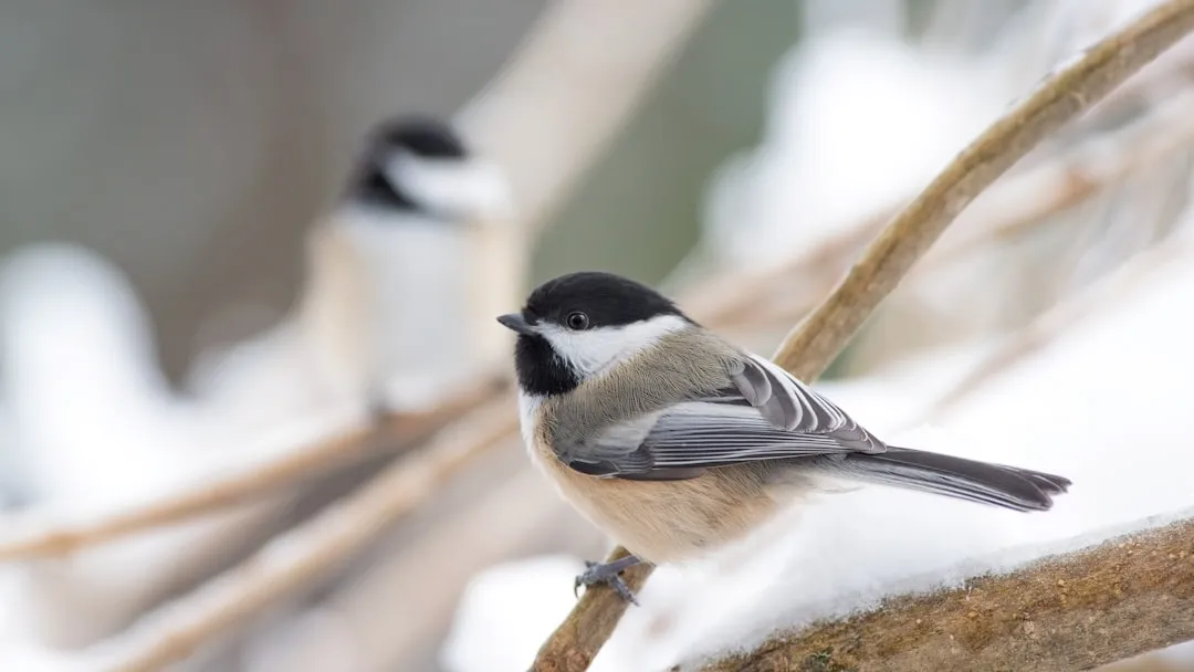 Meet the Chickadee: Tiny Bird, Huge Brain Energy (Image Credits: Unsplash)
